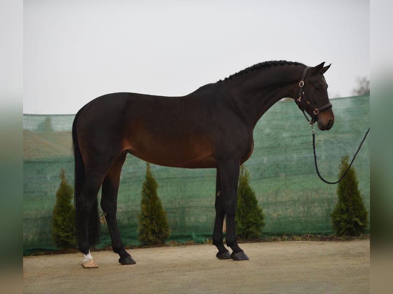 KWPN Mare 9 years 16,2 hh Bay in Snina