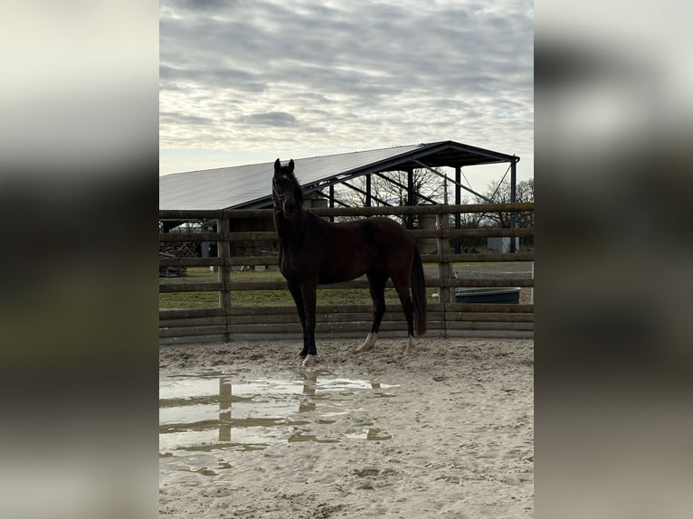KWPN Mare 9 years 16.2 hh Black in Chambroutet