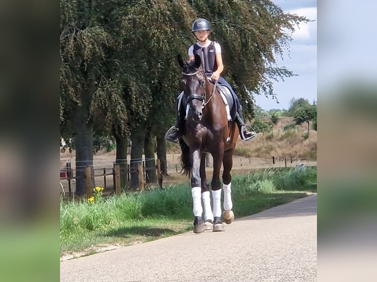 KWPN Mare 9 years 16.2 hh Black in Kaldenkirchen