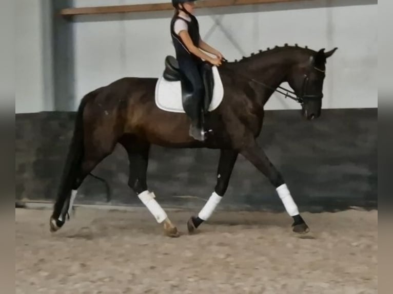 KWPN Mare 9 years 16.2 hh Black in Kaldenkirchen