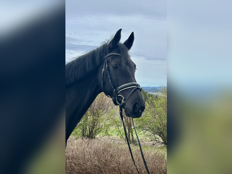 KWPN Mare 9 years 16,2 hh Black in Pelmberg