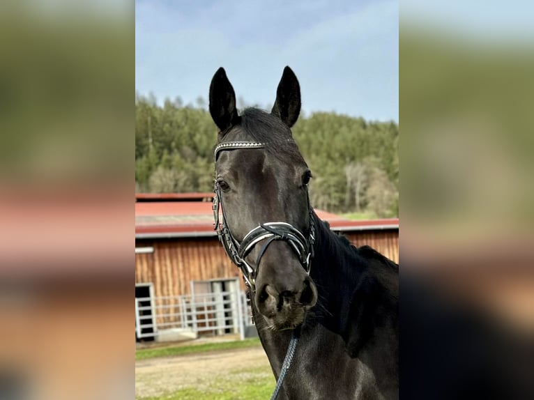 KWPN Mare 9 years 16,2 hh Black in Pelmberg