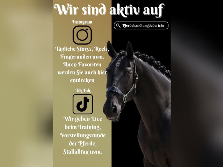 KWPN Mare 9 years 16.2 hh Black in Nettersheim