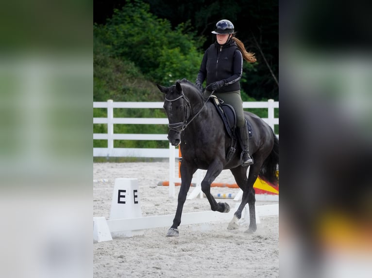 KWPN Mare 9 years 16.2 hh Black in Nettersheim