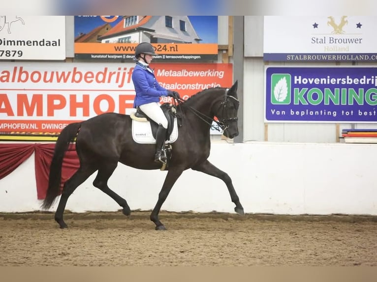 KWPN Mare 9 years 16.2 hh Black in Strijen