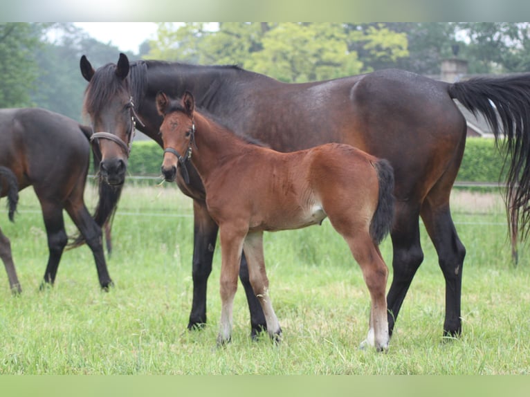 KWPN Mare 9 years 16,2 hh Brown in Etten-Leur