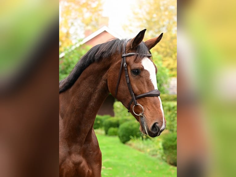 KWPN Mare 9 years 16,2 hh Brown in Bladel