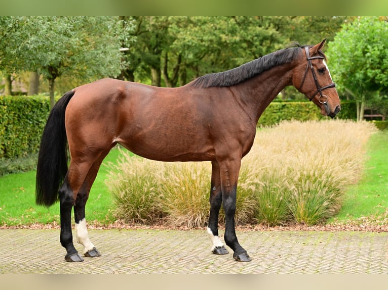 KWPN Mare 9 years 16,2 hh Brown in Bladel