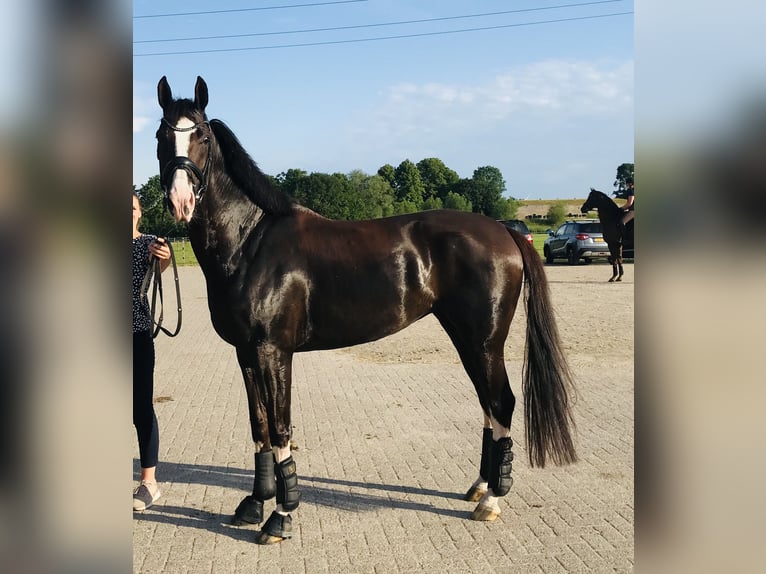 KWPN Mare 9 years 16,2 hh Chestnut in Stevensbeek