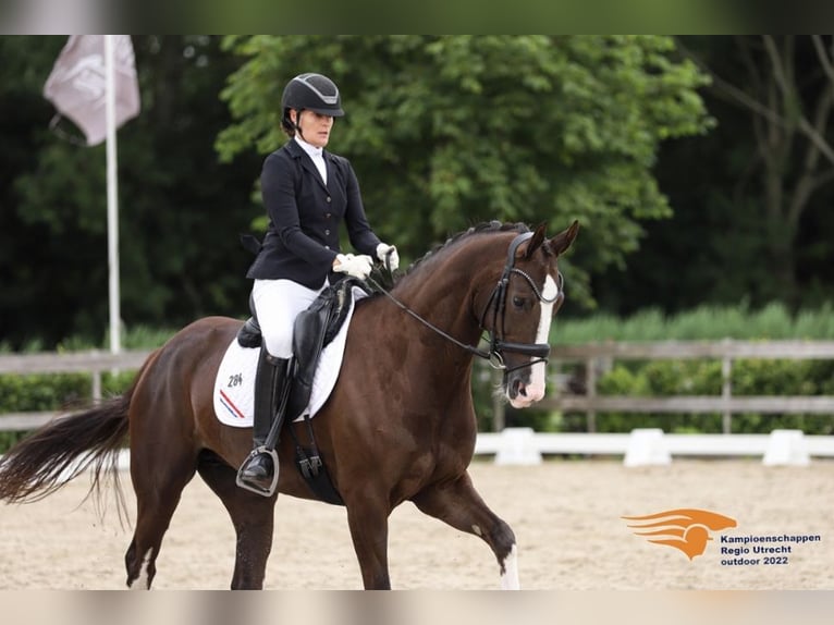 KWPN Mare 9 years 16,2 hh Chestnut in Stevensbeek