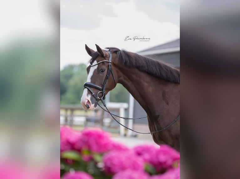 KWPN Mare 9 years 16,2 hh Chestnut in Stevensbeek