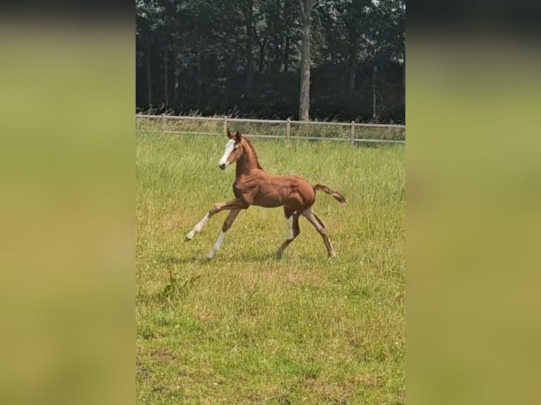 KWPN Mare 9 years 16,2 hh Chestnut in Stevensbeek