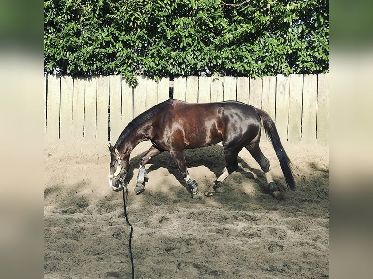 KWPN Mare 9 years 16,2 hh Chestnut in Stevensbeek