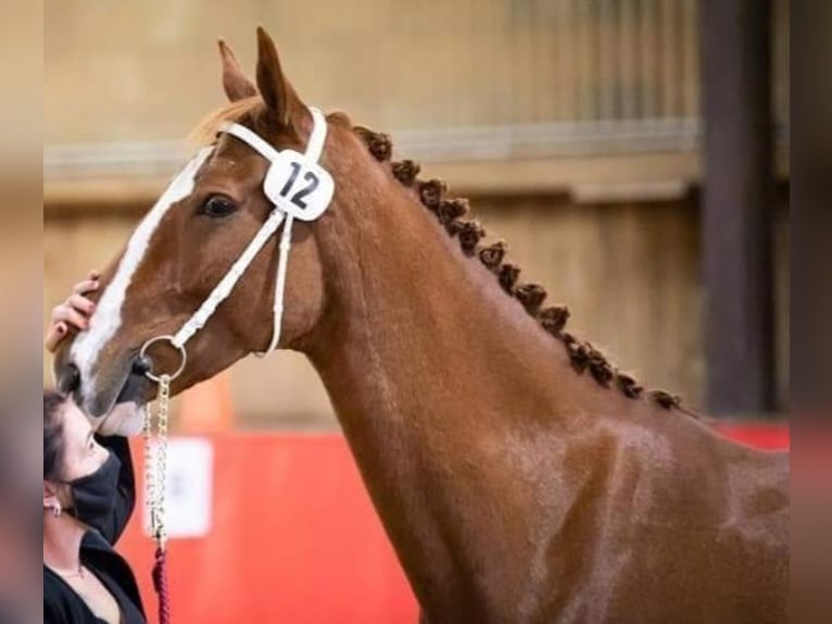 KWPN Mare 9 years 16,2 hh Chestnut-Red in Lassing