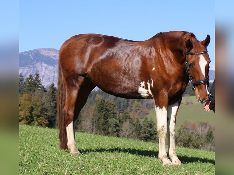 KWPN Mare 9 years 16,2 hh Chestnut-Red in Lassing