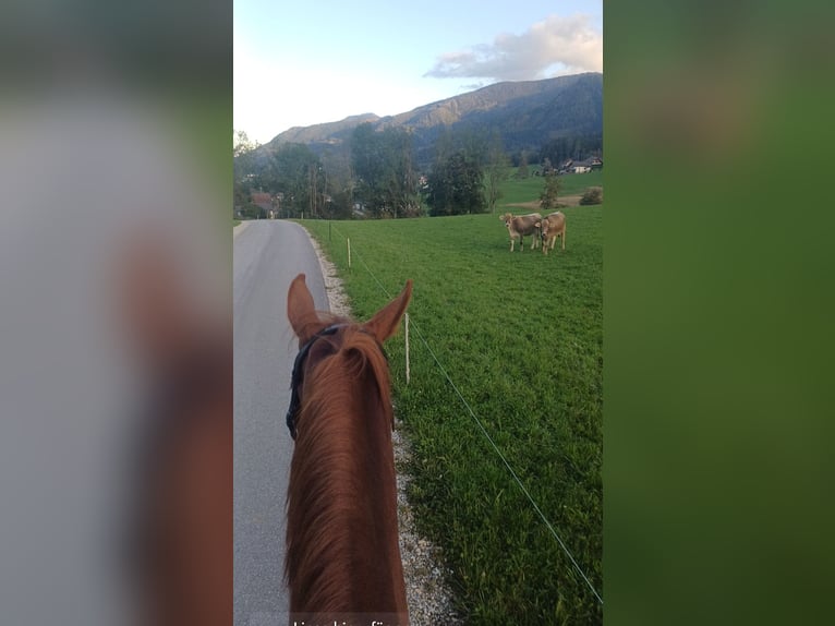 KWPN Mare 9 years 16,2 hh Chestnut-Red in Lassing