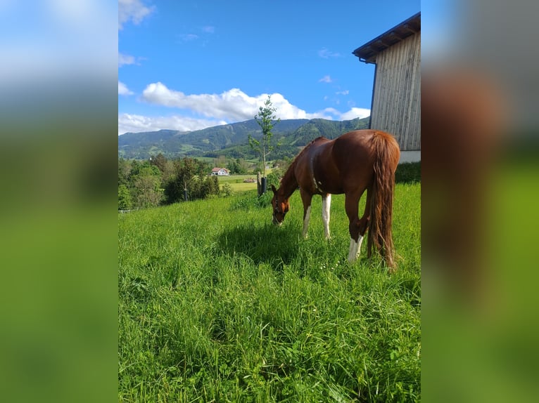 KWPN Mare 9 years 16,2 hh Chestnut-Red in Lassing