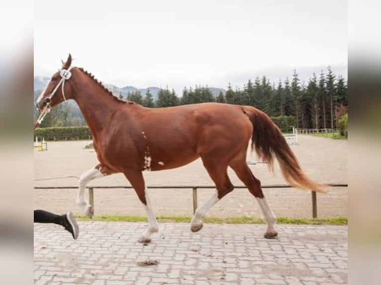 KWPN Mare 9 years 16,2 hh Chestnut-Red in Lassing