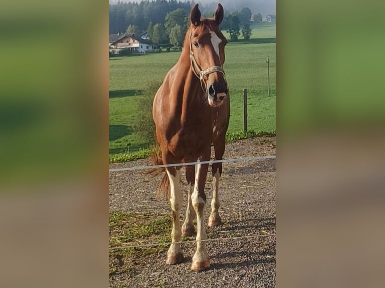 KWPN Mare 9 years 16,2 hh Chestnut-Red in Lassing