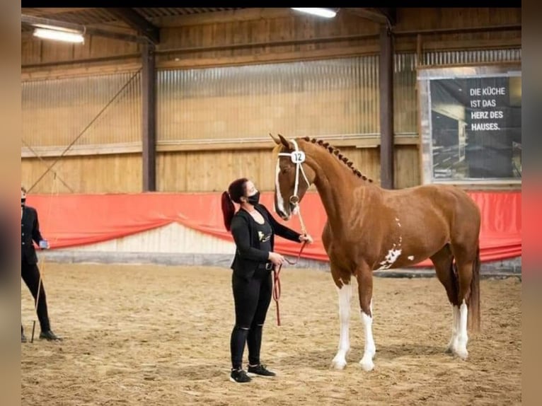 KWPN Mare 9 years 16,2 hh Chestnut-Red in Lassing