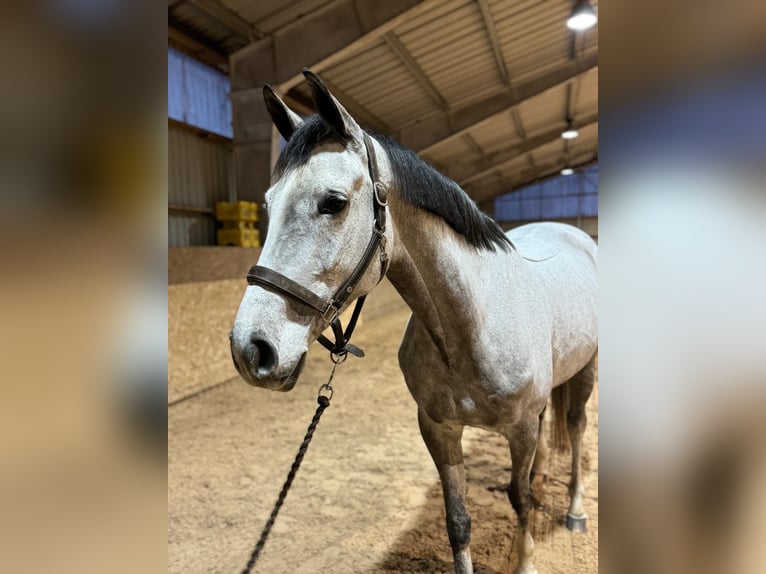 KWPN Mare 9 years 16,2 hh Gray in Bocholt