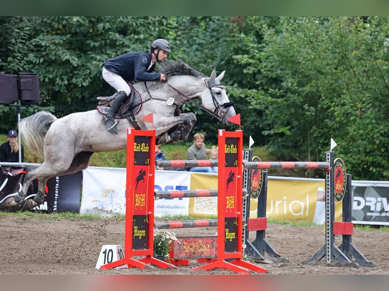 KWPN Mare 9 years 16.2 hh Grey in Lübeck