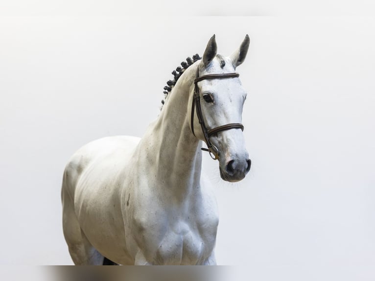 KWPN Mare 9 years 16.2 hh  in Waddinxveen