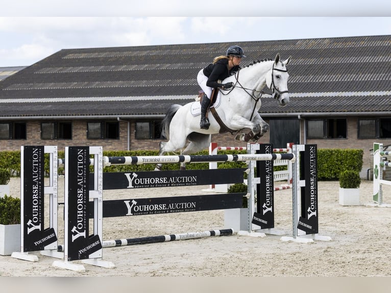 KWPN Mare 9 years 16.2 hh  in Waddinxveen