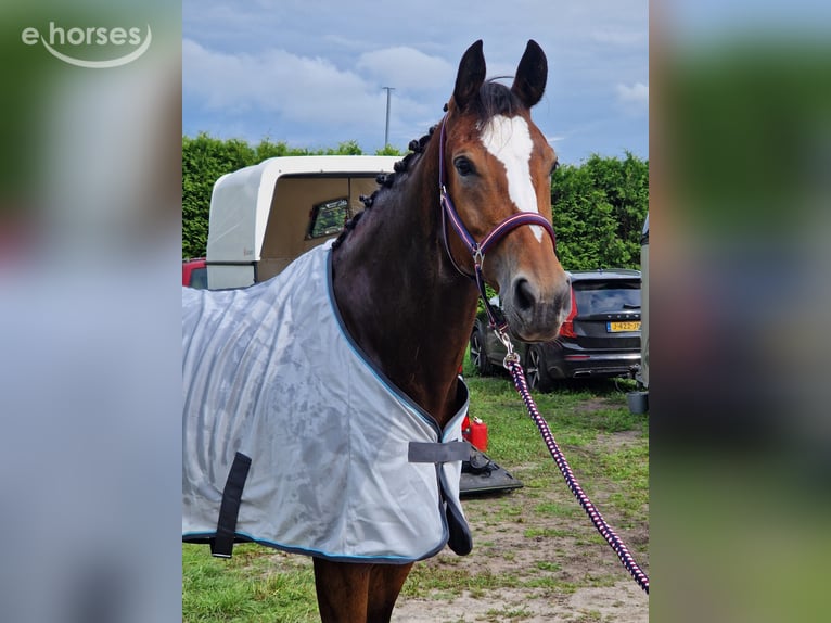 KWPN Mare 9 years 16.3 hh Bay-Dark in DalenDalen
