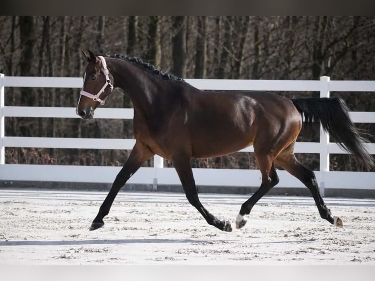 KWPN Mare 9 years 16.3 hh Bay-Dark in Nettersheim