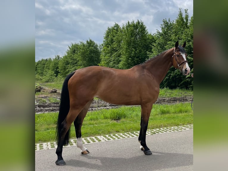 KWPN Mare 9 years 16,3 hh Bay-Dark in belfeld