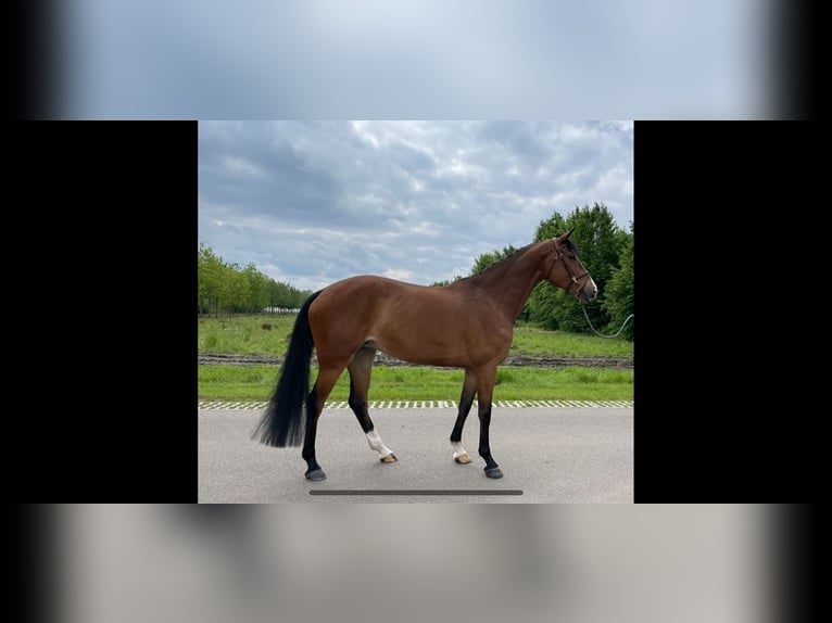 KWPN Mare 9 years 16,3 hh Bay-Dark in belfeld