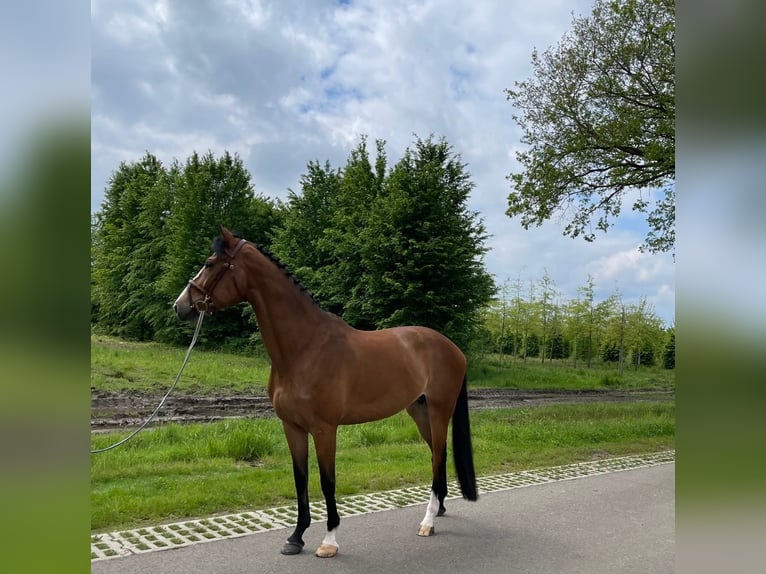 KWPN Mare 9 years 16,3 hh Bay-Dark in belfeld