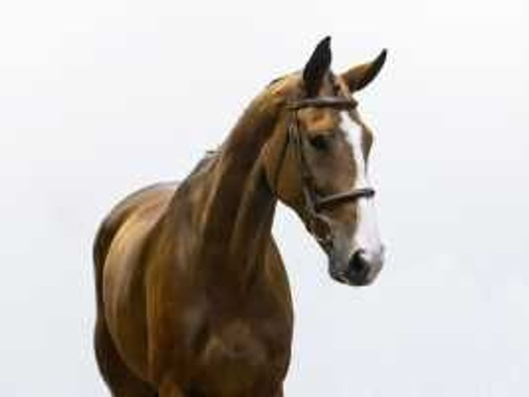 KWPN Mare 9 years 16,3 hh Bay-Dark in Waddinxveen