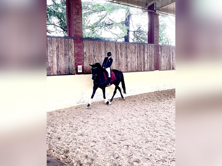 KWPN Mare 9 years 16,3 hh Black in Milano