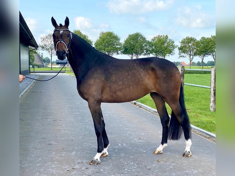 KWPN Mare 9 years 16.3 hh Brown in Kalmthout
