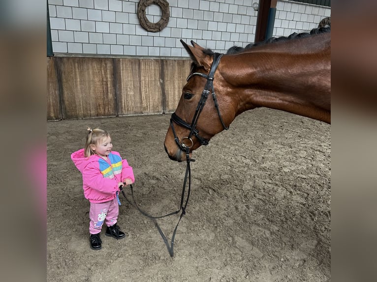 KWPN Mare 9 years 16,3 hh Brown in Oud Gastel