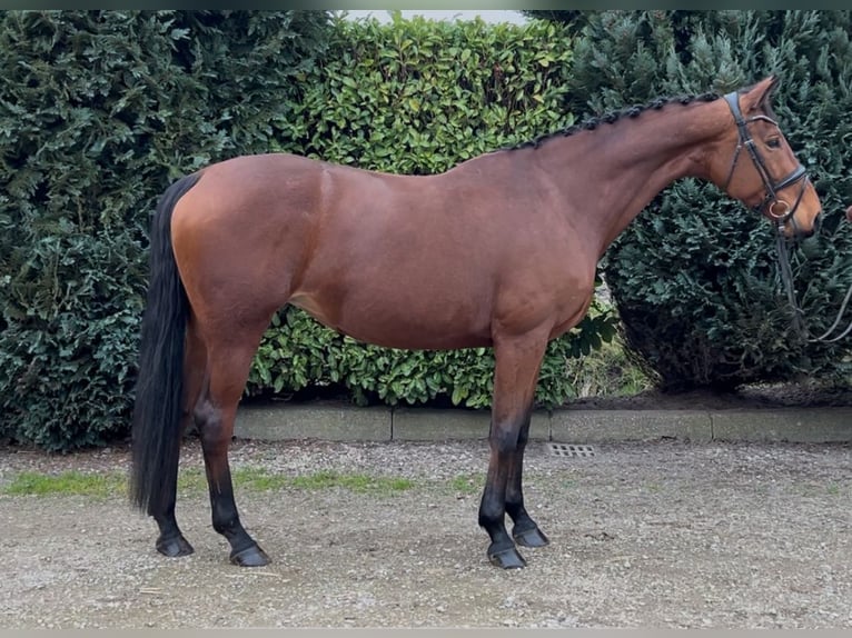 KWPN Mare 9 years 16,3 hh Brown in Oud Gastel