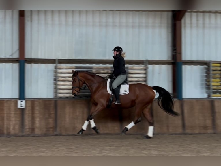 KWPN Mare 9 years 16,3 hh Brown in Oud Gastel