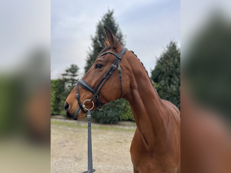 KWPN Mare 9 years 16,3 hh Brown in Oud Gastel