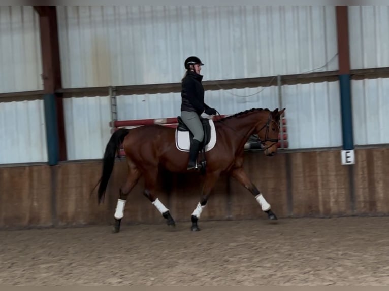 KWPN Mare 9 years 16,3 hh Brown in Oud Gastel