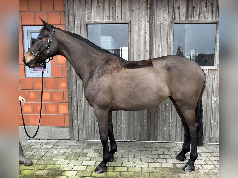 KWPN Mare 9 years 16,3 hh Brown in Wees