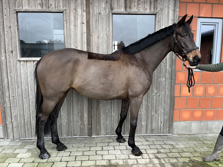 KWPN Mare 9 years 16,3 hh Brown in Wees