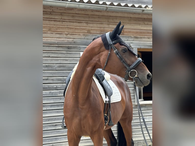 KWPN Mare 9 years 16,3 hh Brown in Ornacieux