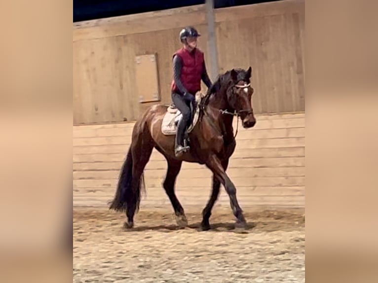 KWPN Mare 9 years 16,3 hh Brown in Pelmberg