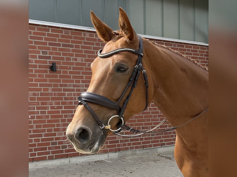 KWPN Mare 9 years 16,3 hh Chestnut-Red in Cuxhaven