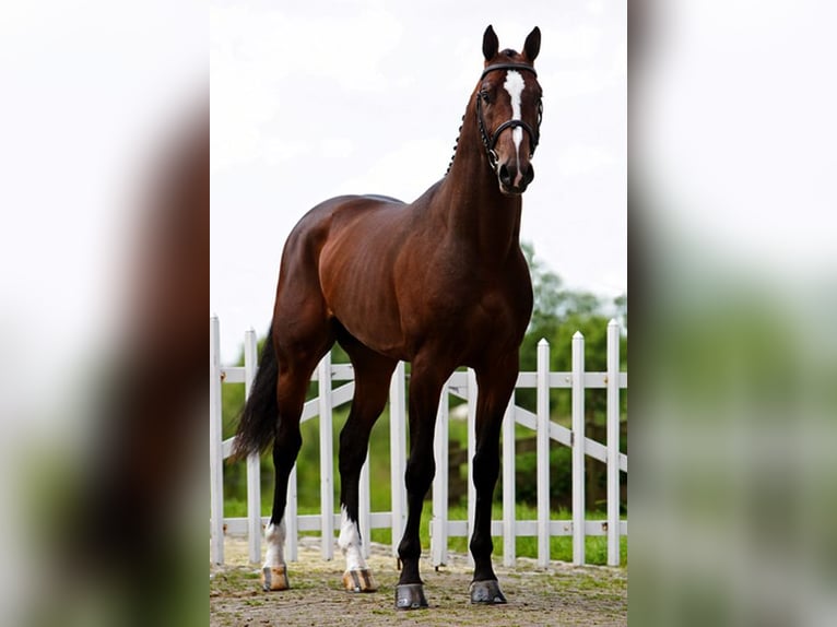 KWPN Mare 9 years 16 hh Bay in Русе / Ruse