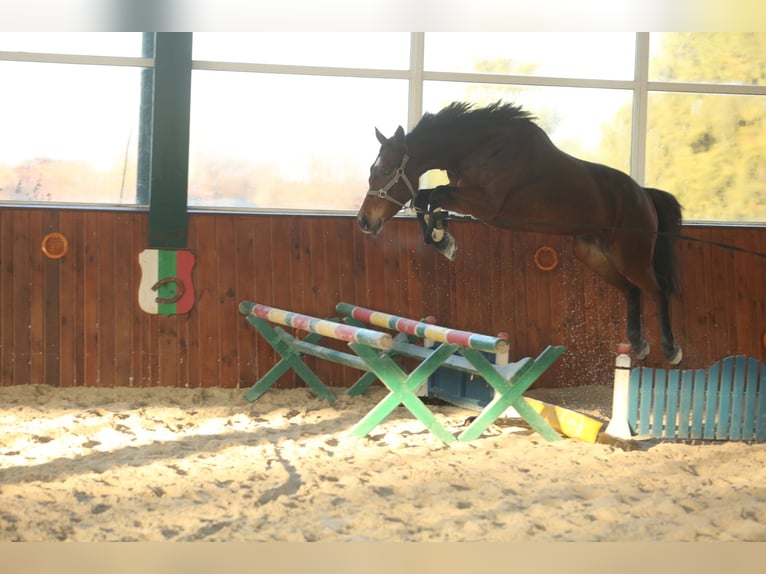 KWPN Mare 9 years 16 hh Bay in Русе / Ruse