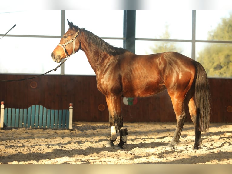 KWPN Mare 9 years 16 hh Bay in Русе / Ruse