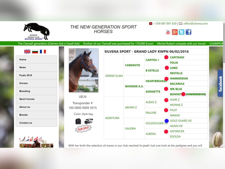 KWPN Mare 9 years 16 hh Bay in Русе / Ruse